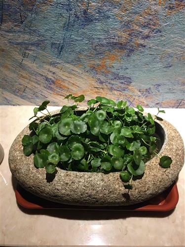 長春高新生長激素集采傳聞引發跌停，公司回應“市場預期但未獲信息”